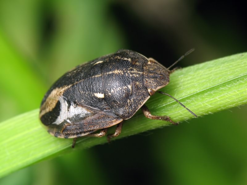 Eurygaster maura (Linnaeus, 1758)